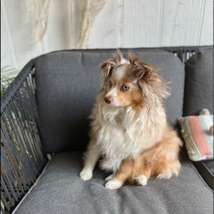 Meet your Posher, Shannon